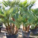 Palmier Chamaerops Humilis