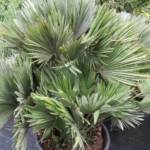 Palmier Chamaerops Humilis Vulcano (C30)