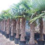 Palmier Chamaerops Excelsa - Trachycarpus Fortunei (C3)