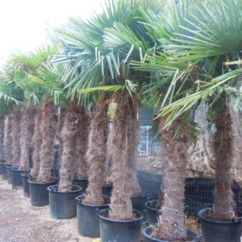 chamaerops-trachycarpus-fortunei-03