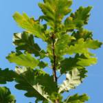 Chêne Vert Touffe - Quercus Ilex Touffe
