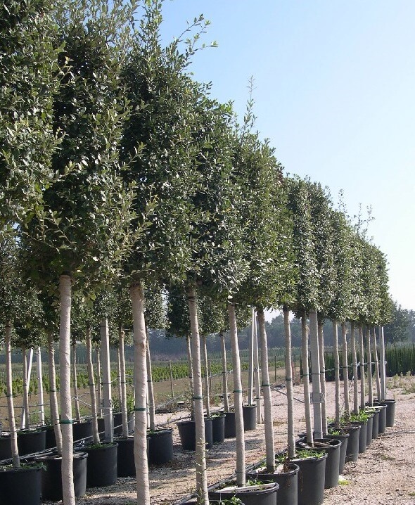 Chêne vert - Quercus ilex - Le Jardin du Pic Vert