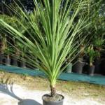 Palmier Dracaena Cordyline VERT : 125-150 cm Cépée (C30)