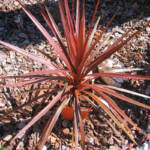 Palmier Dracaena Cordyline ROUGE : 80+ cm (C10)