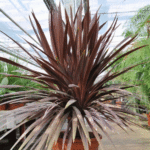 Palmier Dracaena Cordyline ROUGE