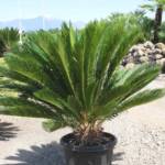 Palmier Cycas Revoluta : Ø30/40  (C3)