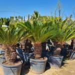 Palmier Cycas Revoluta : Ø70/80