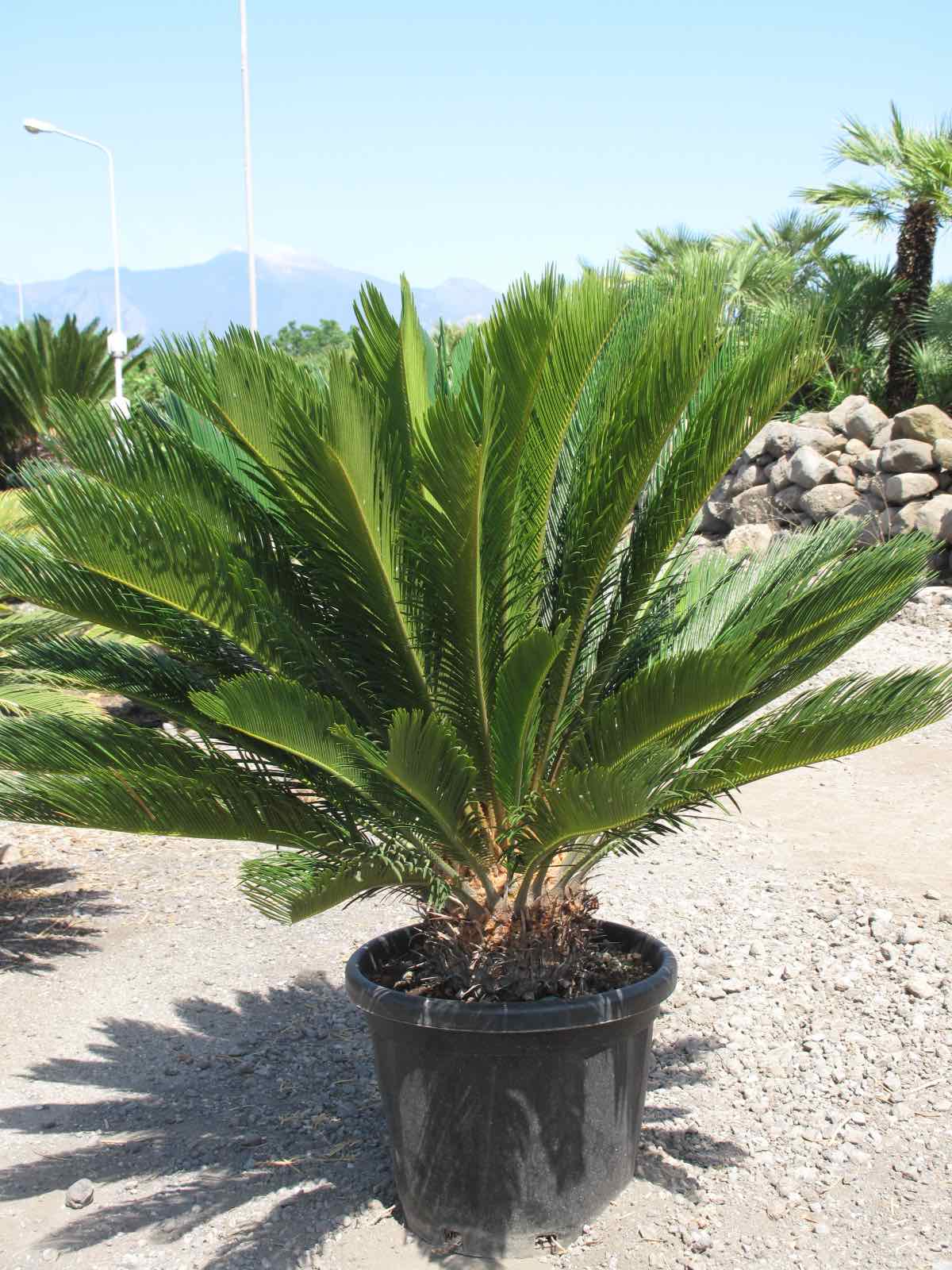 Palmier Cycas Revoluta : Ø50/60 - Pépinière Marguerite