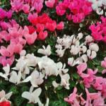 Cyclamen P14