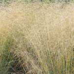 Deschampsia Cespitosa C2