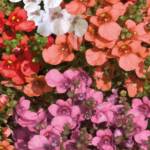Plantes de Printemps en Pot de 10.5