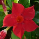 Dipladenia P10.5 [PROMO]