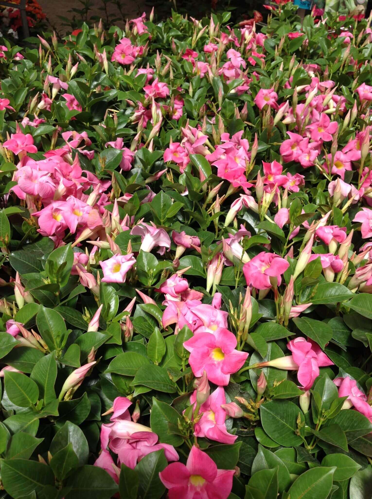 Dipladenia - Image 2