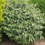 Eleagnus Boule 50/60