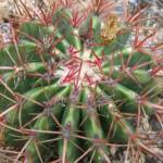 Ferocactus