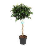 Ficus Benjamina 120/130