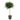 ficus benjamina tresse vert