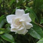 Gardenia 60/+