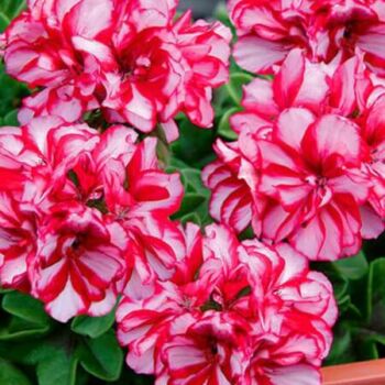 geranium-lierre-a-fleur-double-toscana-nixe-