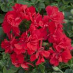 Géranium Lierre P10.5 [PROMO]