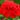 geranium-zonale-par-10-plants-rouge