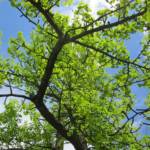 Ginkgo Biloba