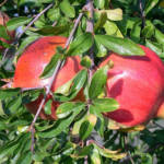 Grenadier à Fruits 1/2 Tige C70