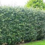 Eleagnus 175/200