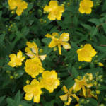 Hypericum Calycinum P13