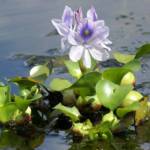 Plantes Flottantes