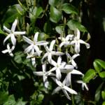 Jasmin - Jasminum
