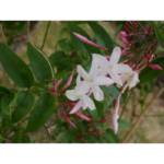 Jasmin Polyanthum 175/200