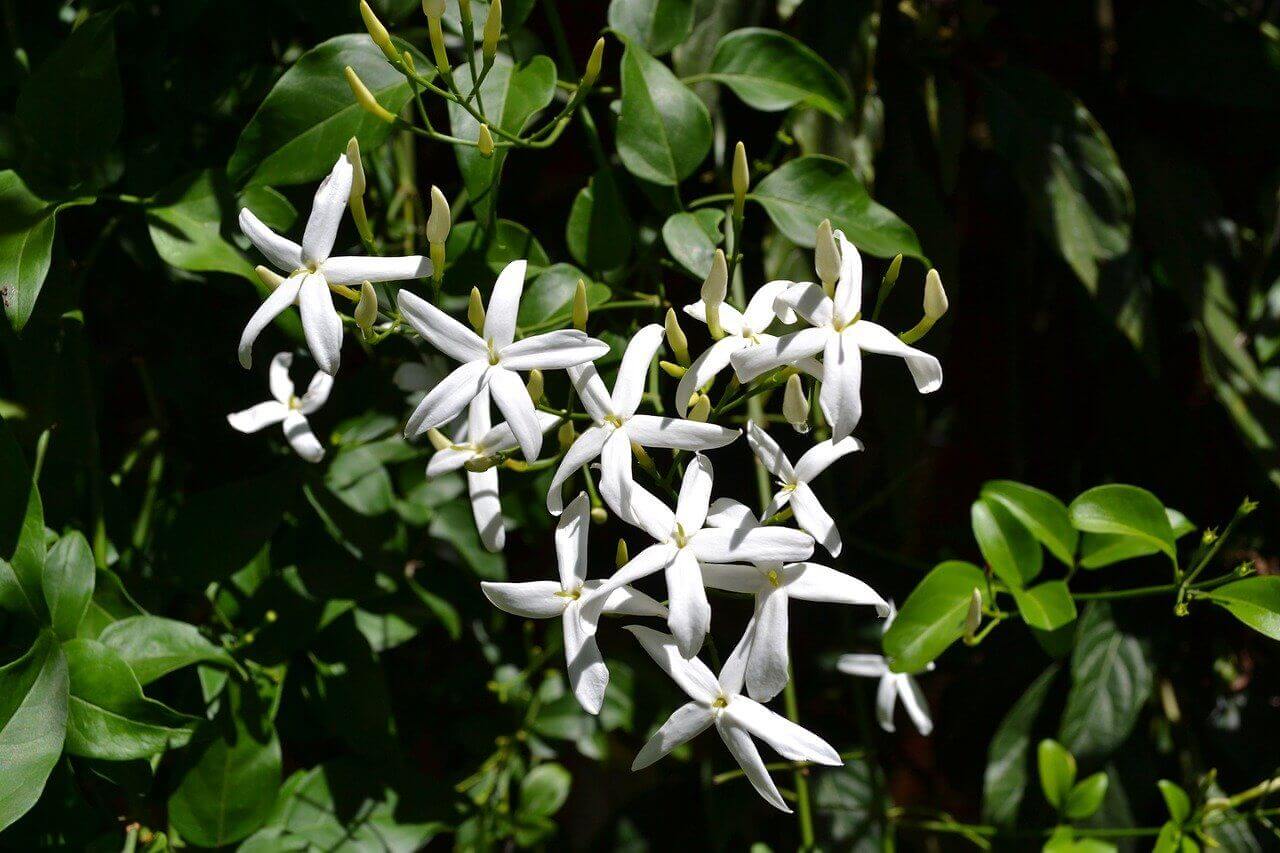 Vermiculite medium – Pépinière Jasmin