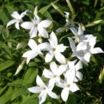 Jasmin de Grasse 150/+