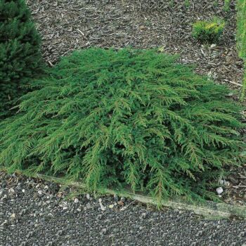 juniperus-rempant