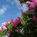 Lilas d'Eté Ø18/20