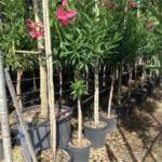 Laurier Rose  ½ Tige 150/200