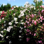 Laurier Rose 60/80