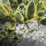 Troène du Japon - Ligustrum