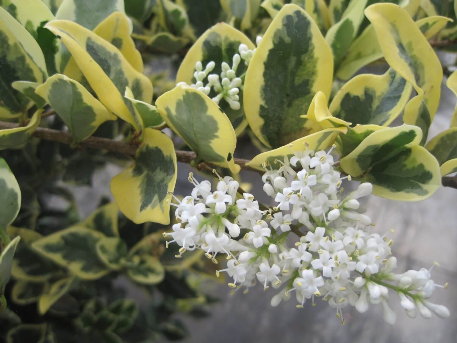 Troène du Japon - Ligustrum