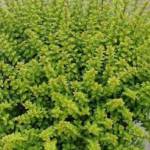 Lonicera Nitida 60/80