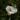 magnolia-grandiflora-270998_1280