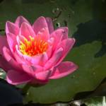 Nénuphar