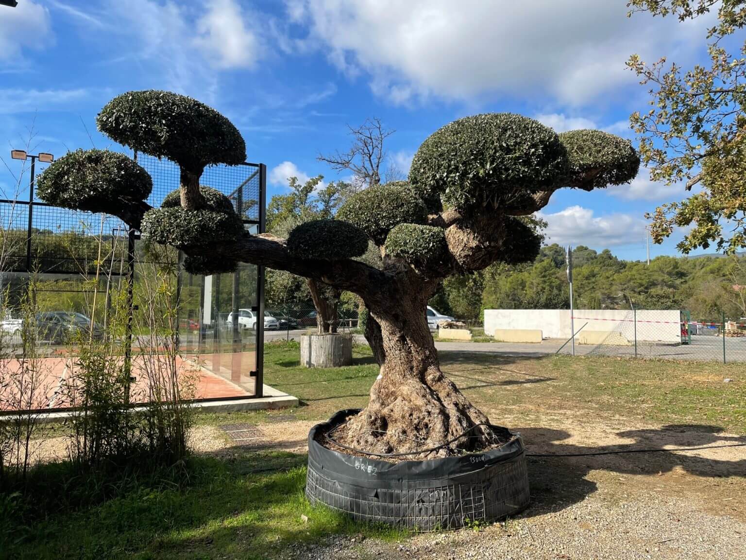 Olivier Bonsaï Boules - Image 2