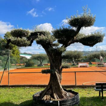 olivier bonsai ref21096-1