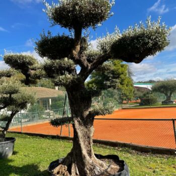 olivier bonsai ref21096