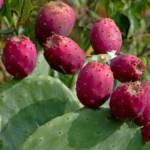 Opuntia 50/60