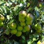 Fruitiers Variés 1/2 Tige - Ø25/30