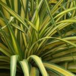 Palmier Phormium - Lin de Nouvelle-Zélande (C7)