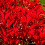 Photinia Red Robin C3 PROMO